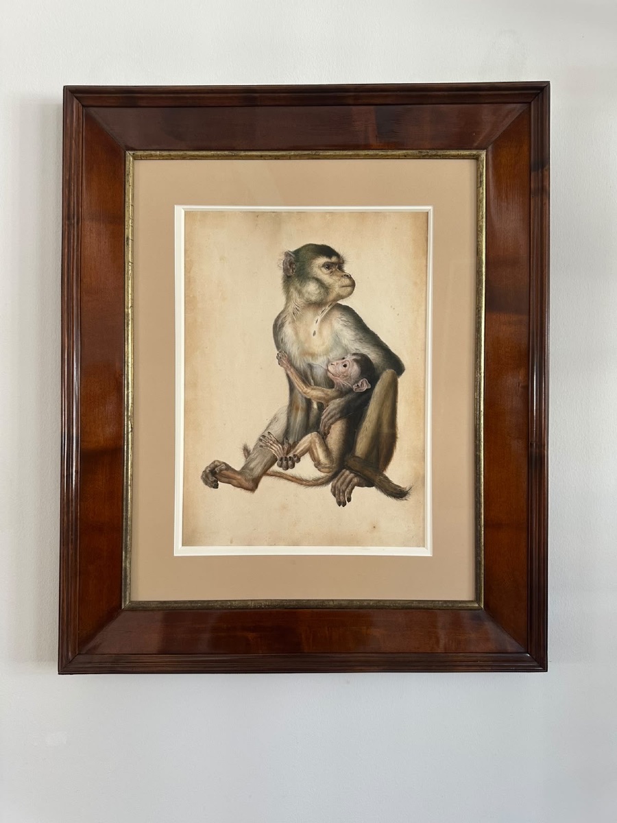 Eduard Gurk. Aquarelle originale « Maimon-Affe » (Macaque), c. 1818-1820.-photo-2