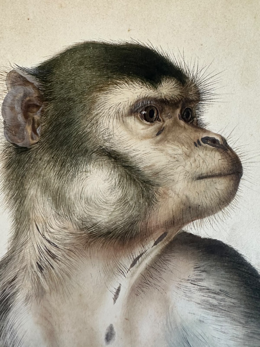 Eduard Gurk. Aquarelle originale « Maimon-Affe » (Macaque), c. 1818-1820.-photo-4