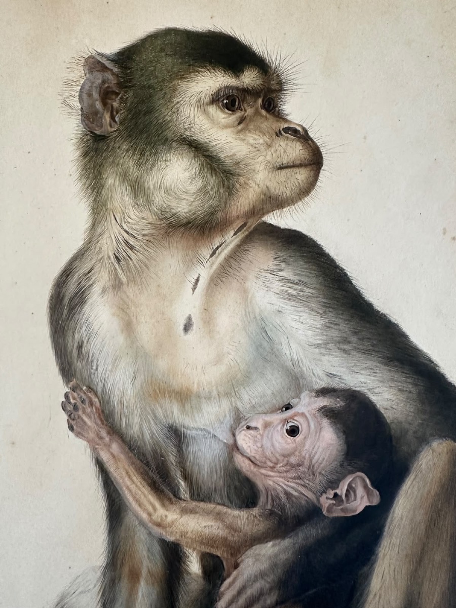 Eduard Gurk. Aquarelle originale « Maimon-Affe » (Macaque), c. 1818-1820.-photo-2