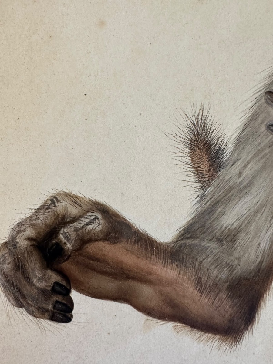 Eduard Gurk. Aquarelle originale « Maimon-Affe » (Macaque), c. 1818-1820.-photo-3