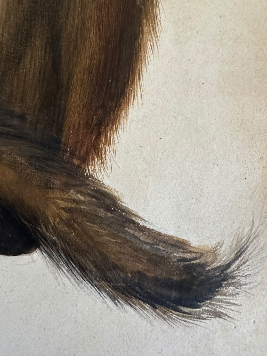 Eduard Gurk. Aquarelle originale « Maimon-Affe » (Macaque), c. 1818-1820.-photo-4