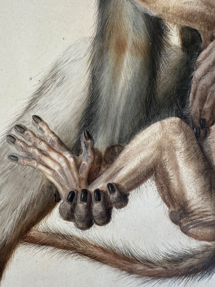 Eduard Gurk. Aquarelle originale « Maimon-Affe » (Macaque), c. 1818-1820.-photo-5