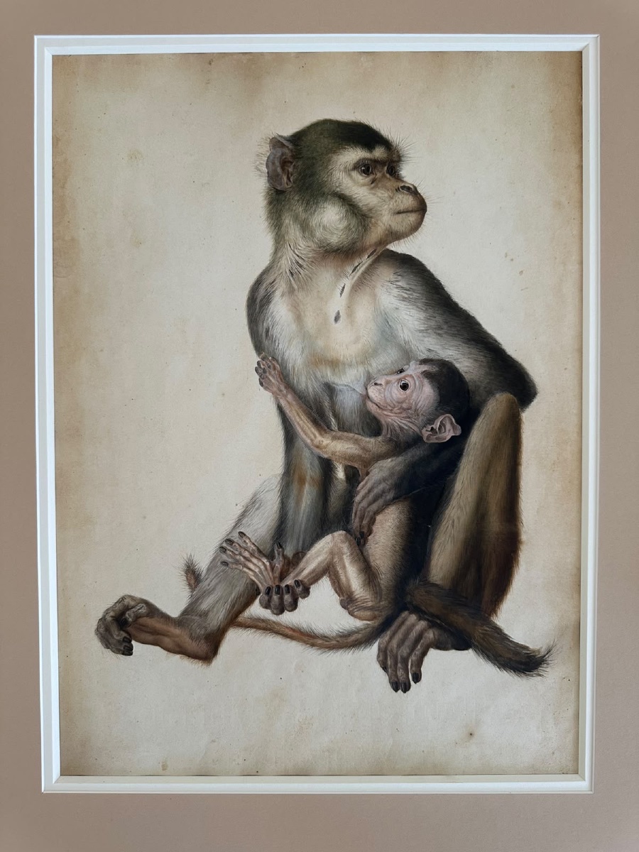 Eduard Gurk. Aquarelle originale « Maimon-Affe » (Macaque), c. 1818-1820.-photo-6