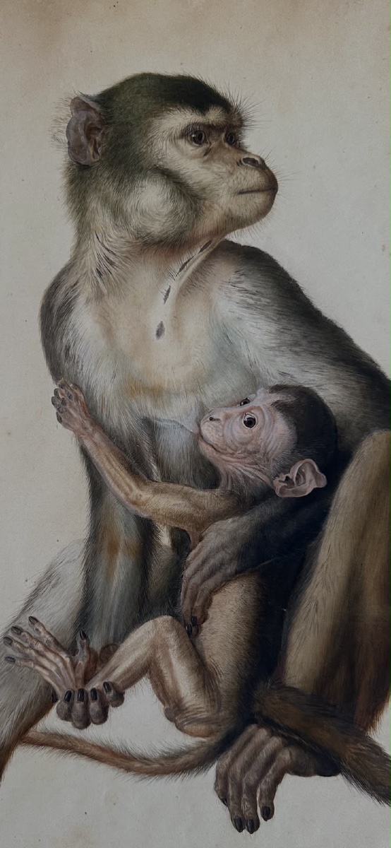 Eduard Gurk. Aquarelle originale « Maimon-Affe » (Macaque), c. 1818-1820.-photo-8