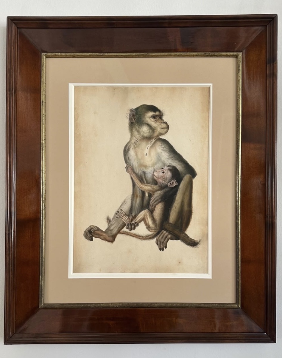 Eduard Gurk. Aquarelle originale « Maimon-Affe » (Macaque), c. 1818-1820.