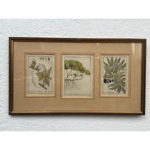 Gravures sur cuivre allemandes originales du XVIIIe siècle, rehaussées à la main.