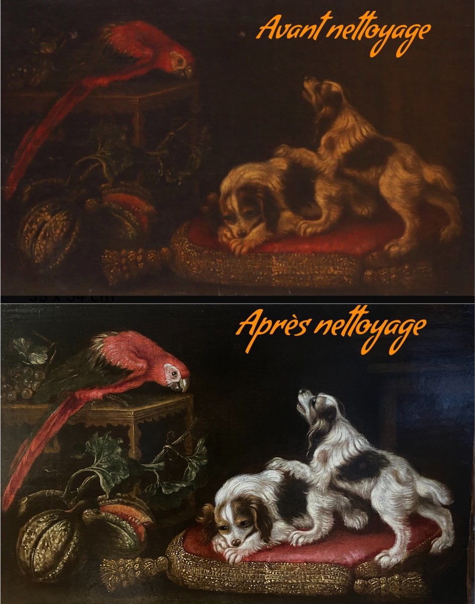 Painting With Toy Spaniels, R. Levieux, Macaw And Fruits (nîmes 1613 Rome 169-photo-4