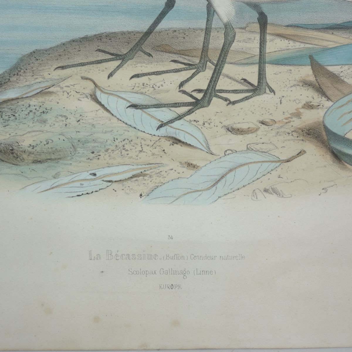 Edouard Traviès (1809-1870) The Snipelithograph Imp Lemercier-photo-2