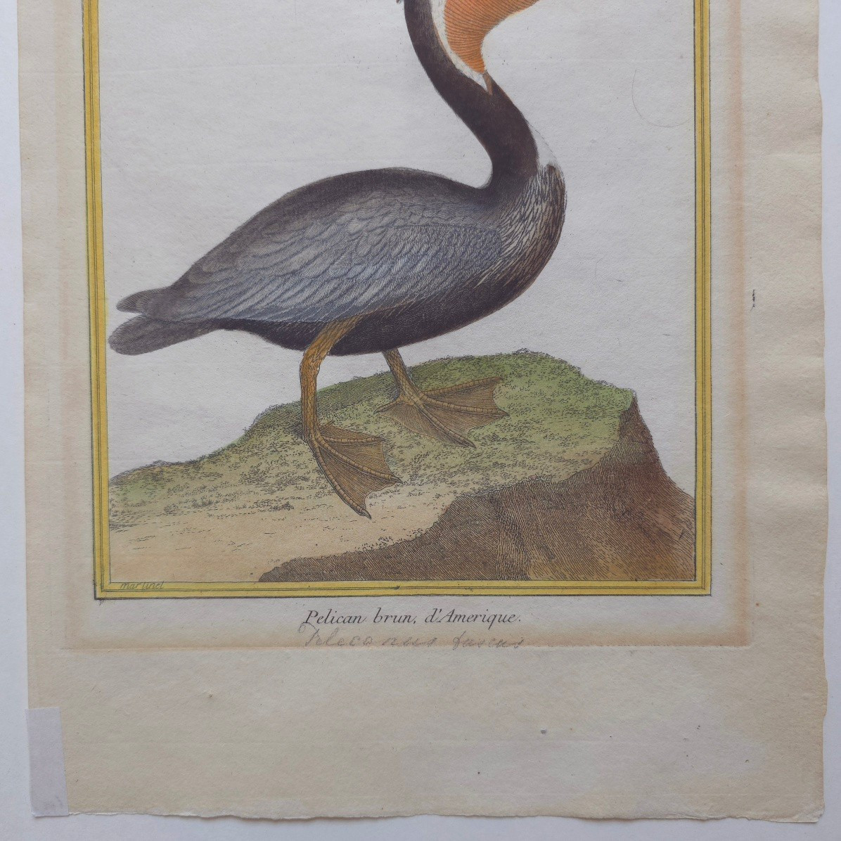 Martinet Pélican brun d’Amérique estampe XVIIIe-photo-3