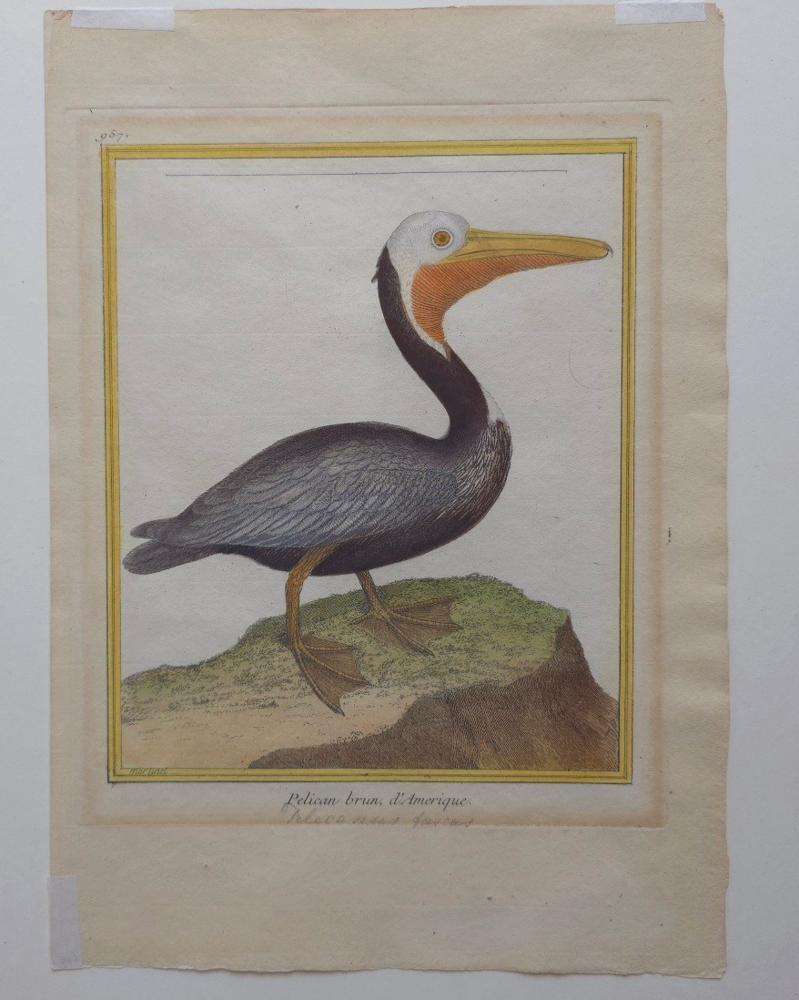 Martinet Pélican brun d’Amérique estampe XVIIIe