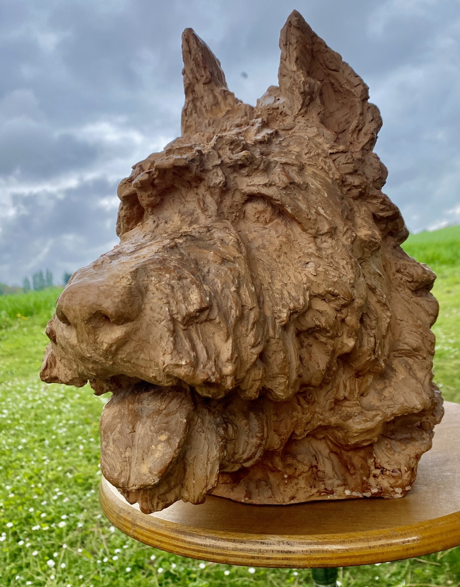 Terracotta Bouvier Des Flandres 34 Cm Height Viewed By Sculptor Richard Fath 1900 - 1952 -photo-2