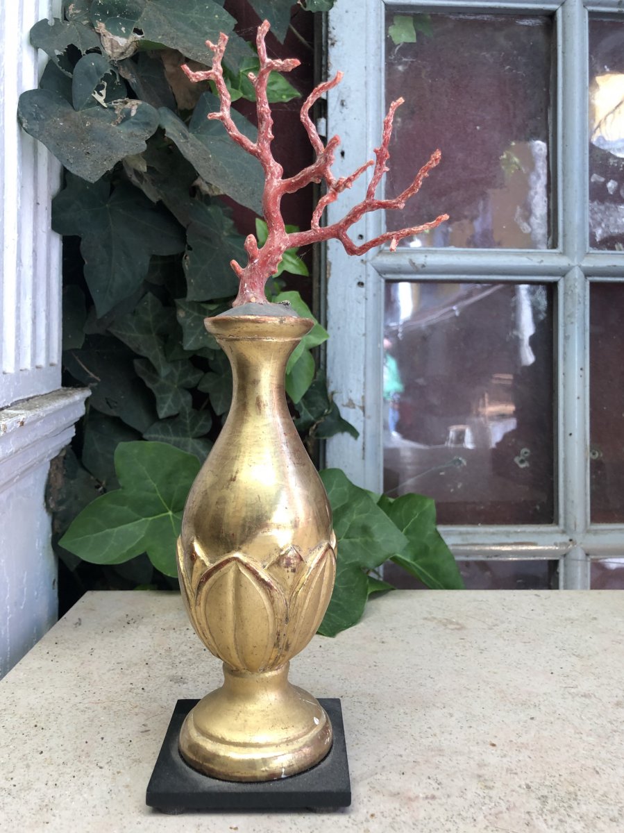 Corail Rouge De Méditerranée Monté Sur Un Vase En Bois Doré
