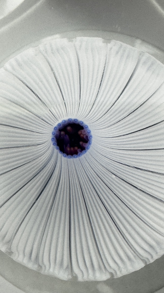 Sulfure, presse-papier Saint-Louis 1969 bouquet de fleurs-photo-6