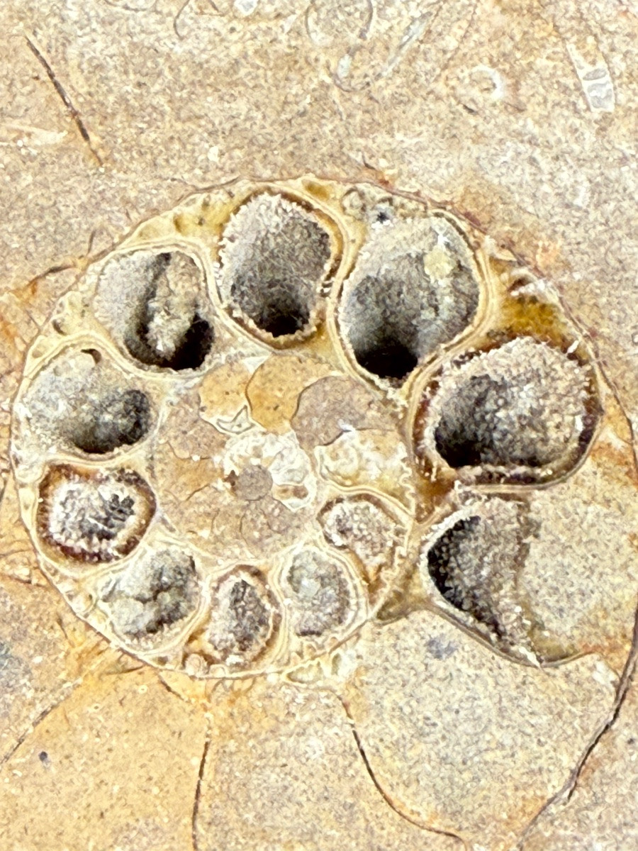 Fossile d'ammonite-photo-2