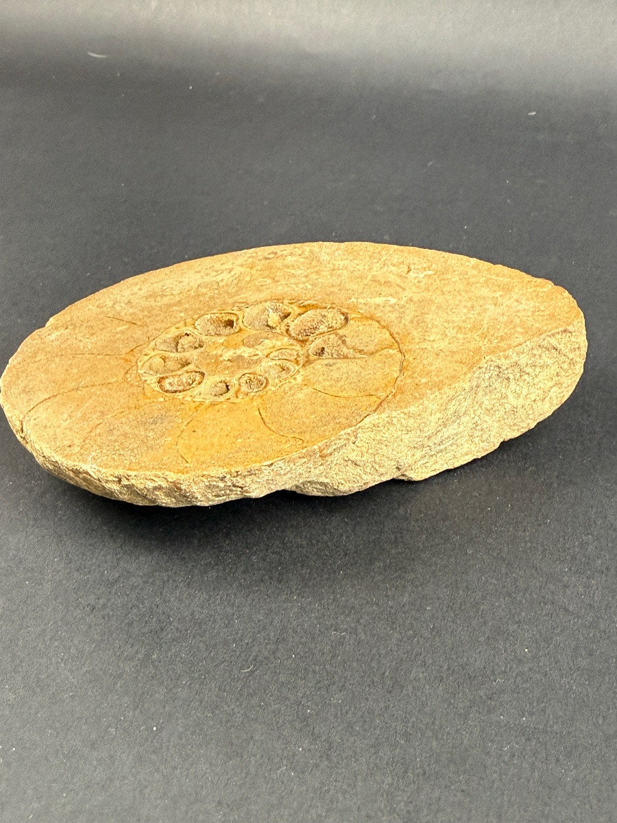 Fossile d'ammonite-photo-4