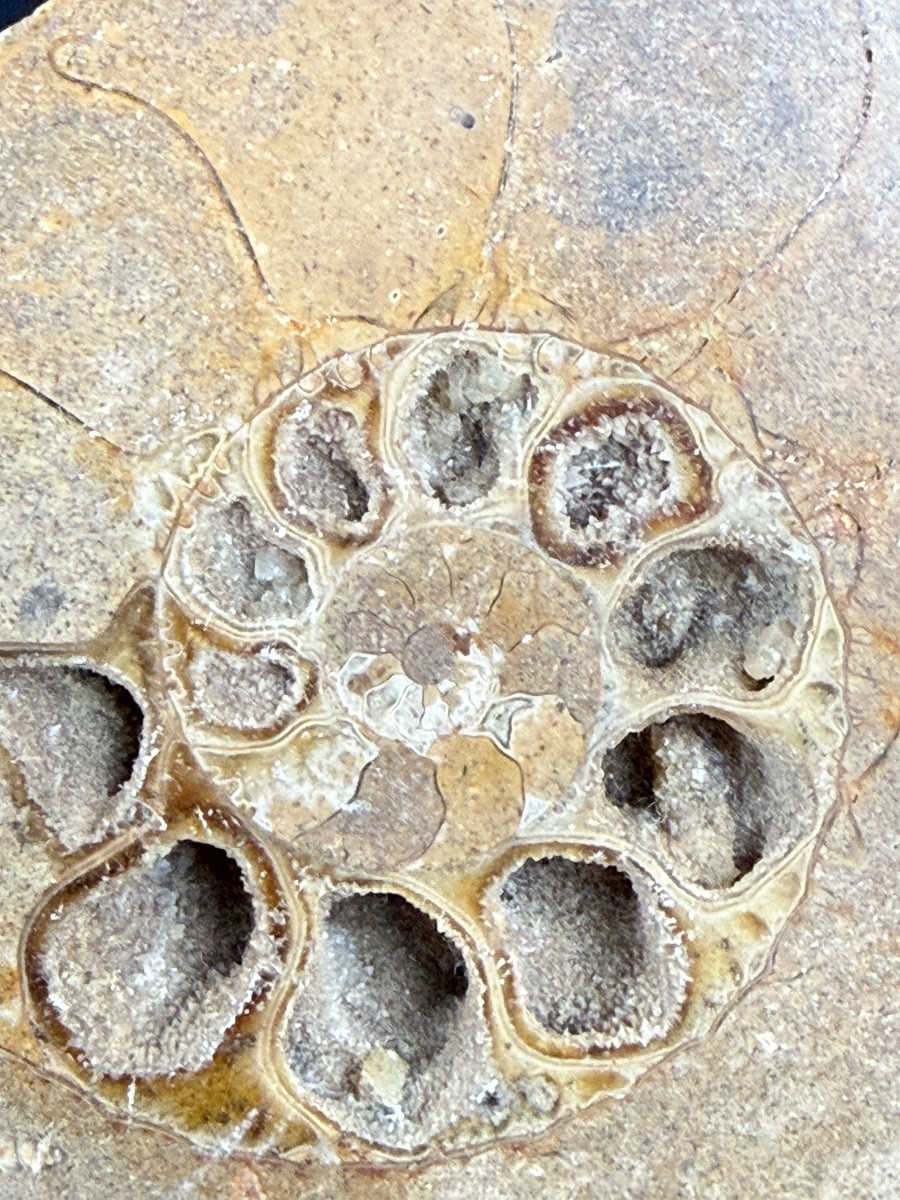 Fossile d'ammonite-photo-1