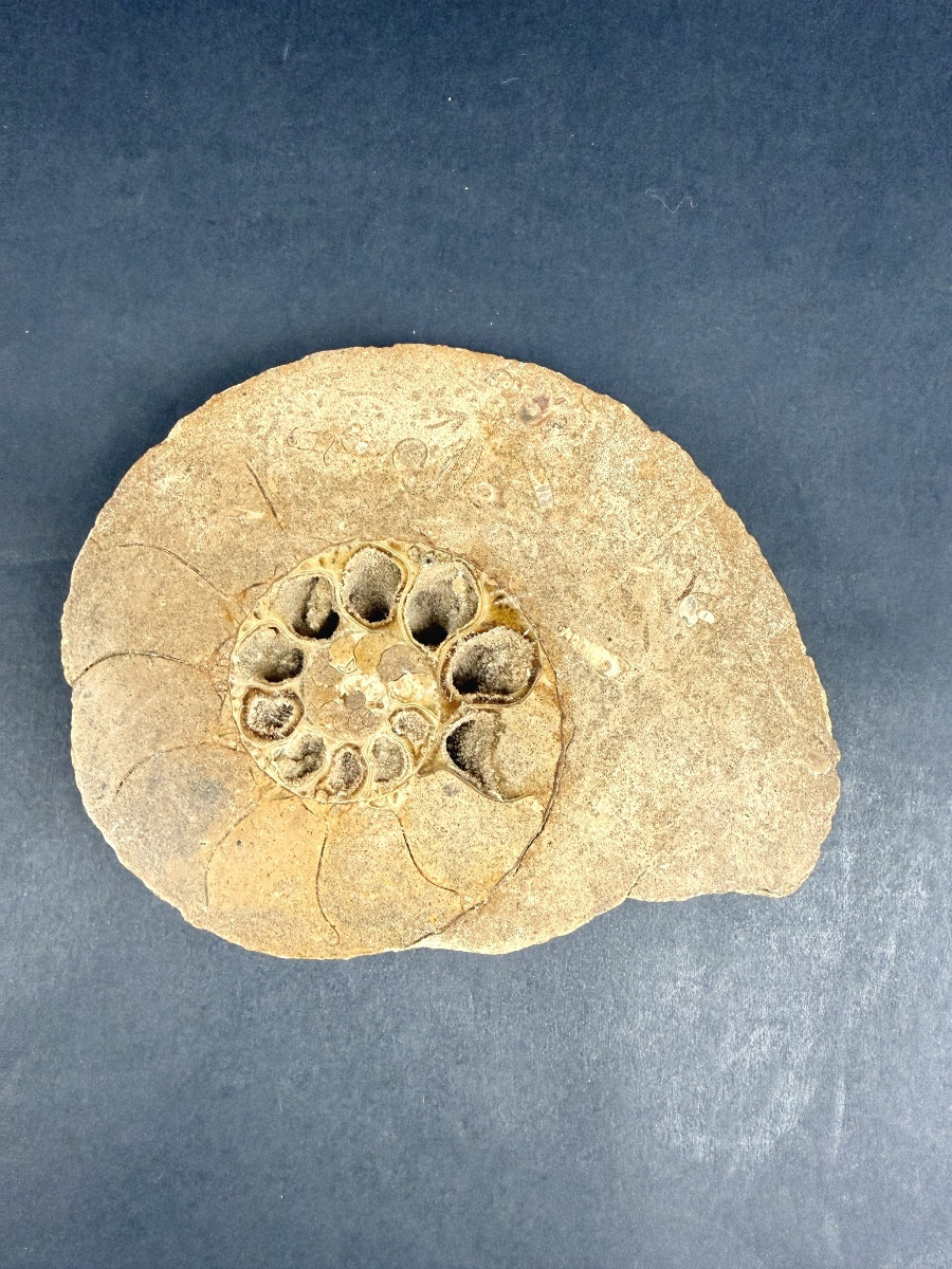 Fossile d'ammonite