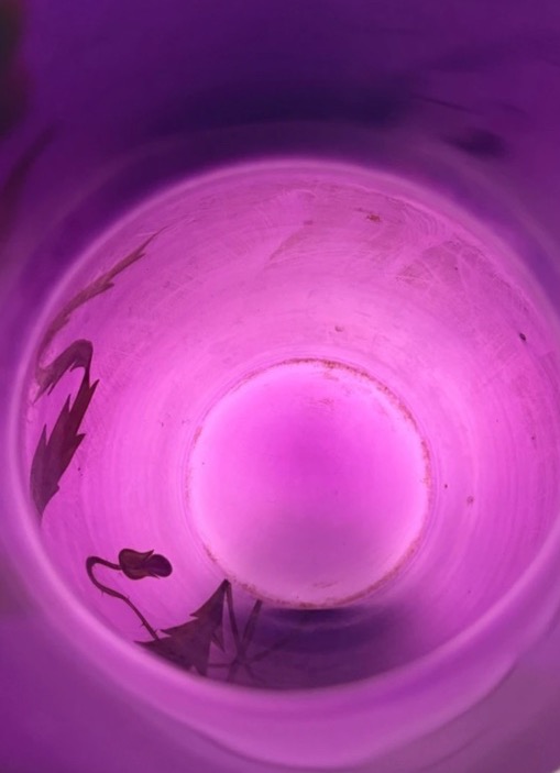 Ferdinand Von Poschinger, grand vase en verre irisé à  décor émaillé-photo-3
