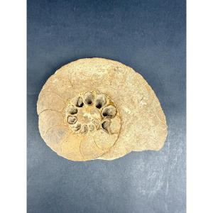 Fossile d'ammonite