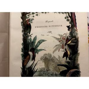 Keepsake d'Histoire Naturelle.les Oiseaux , 1839