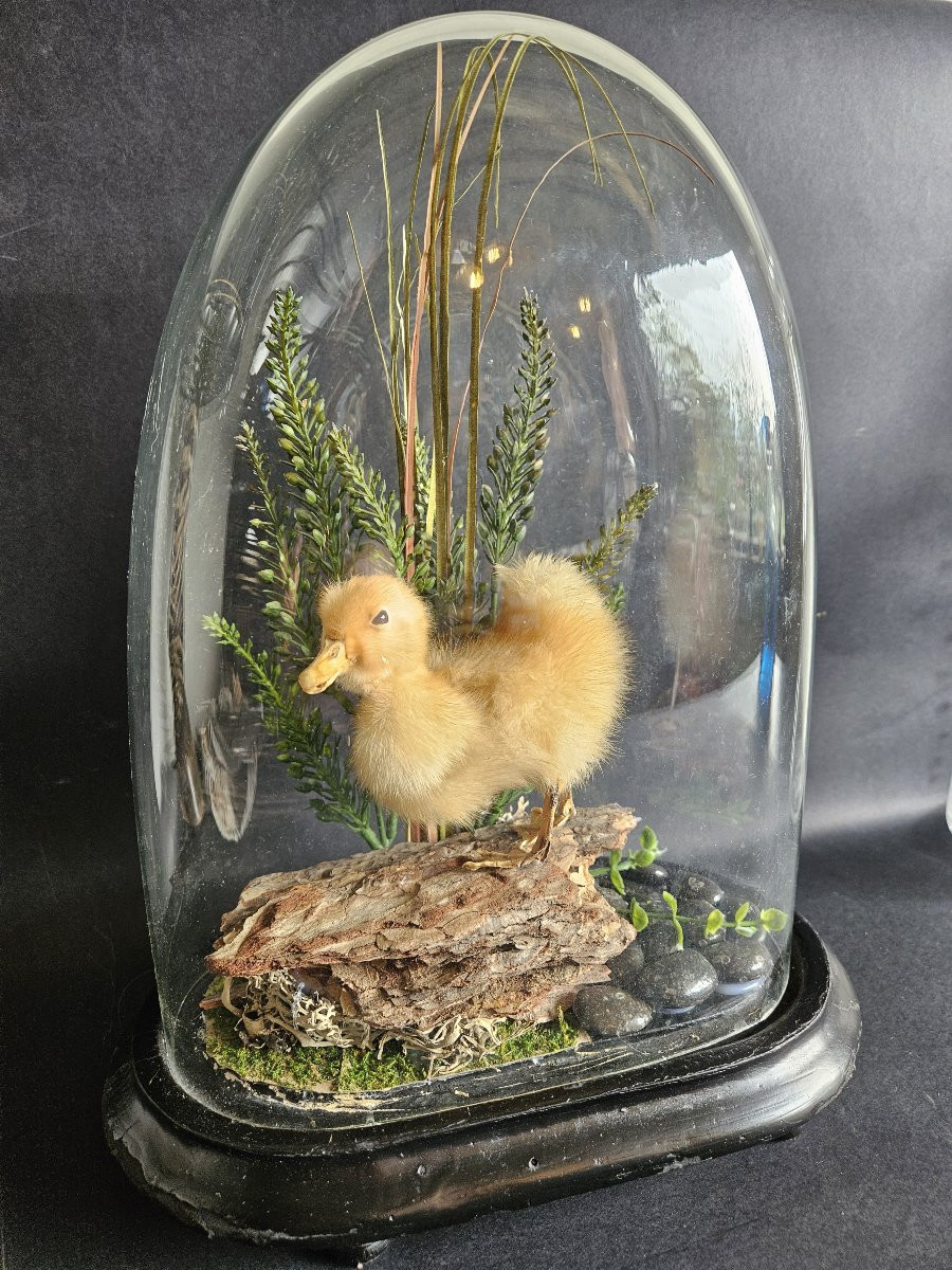 Globe With Taxidermied Duckling-photo-2