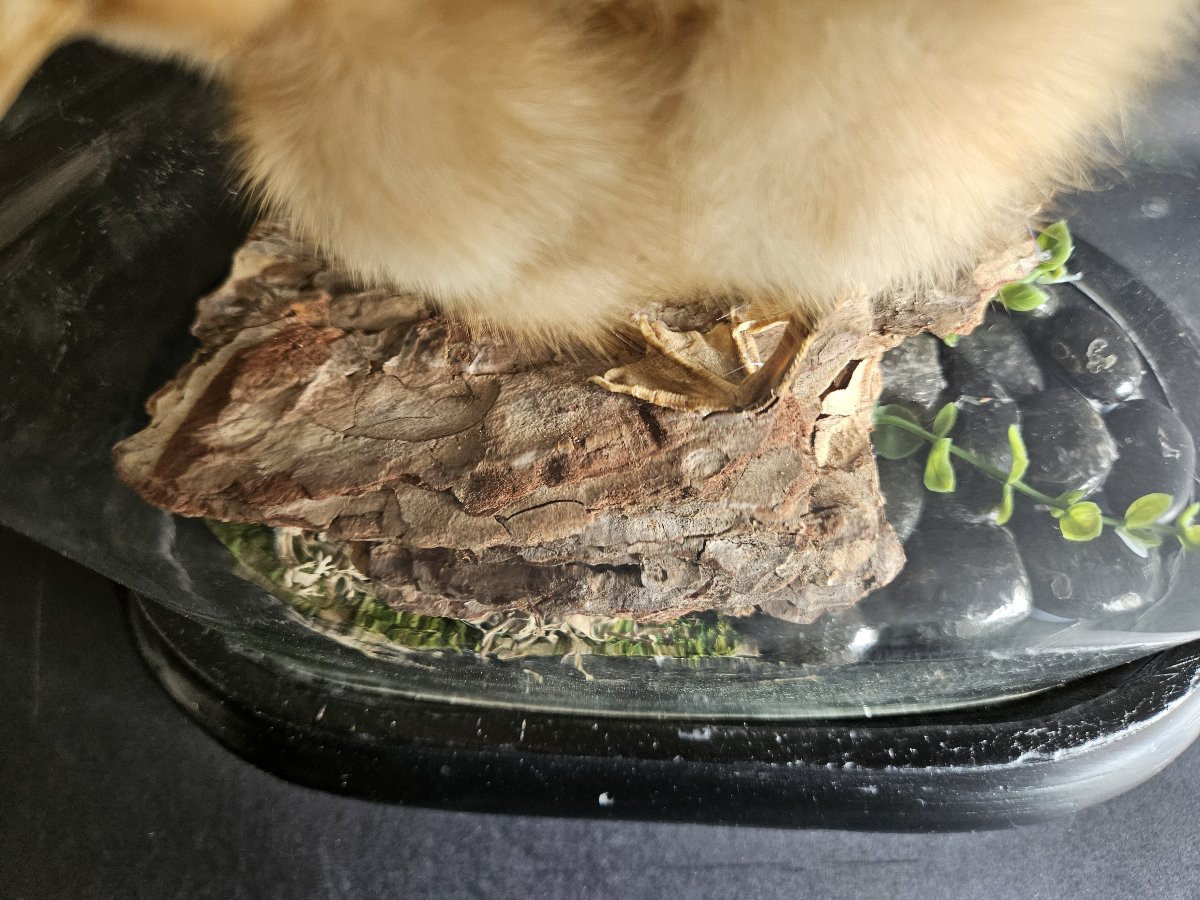 Globe With Taxidermied Duckling-photo-4