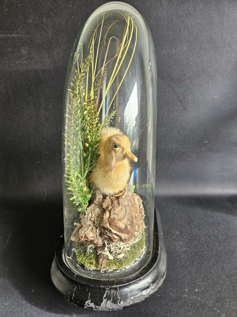 Globe With Taxidermied Duckling-photo-1
