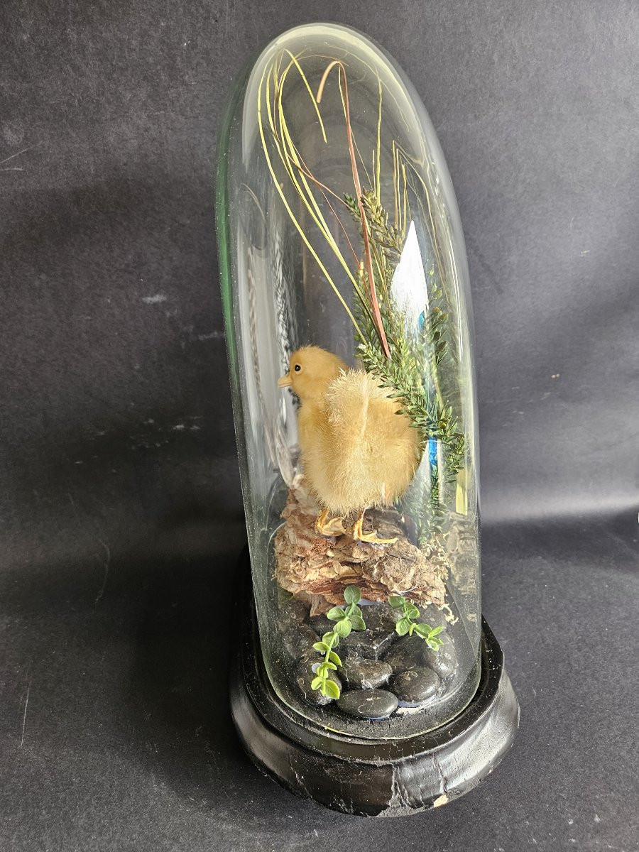 Globe With Taxidermied Duckling-photo-3