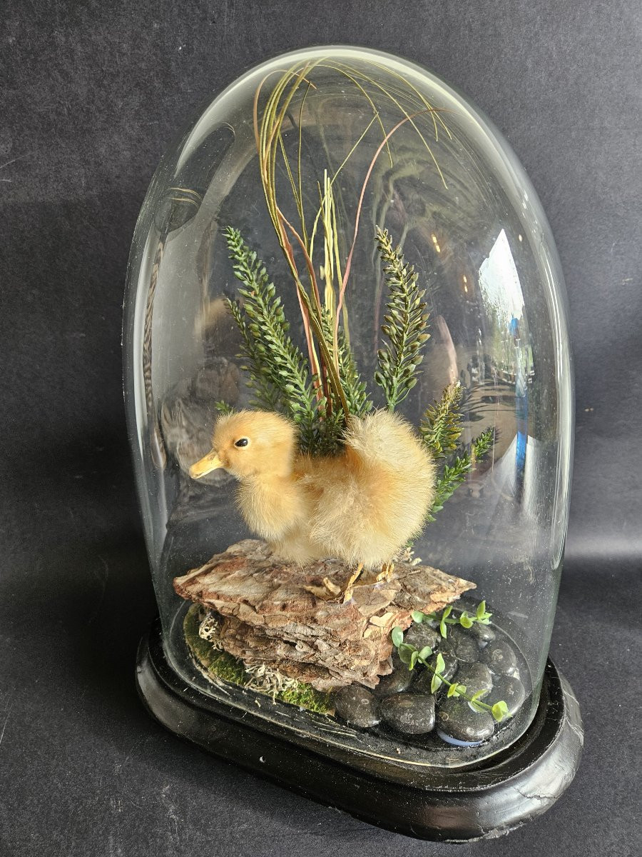 Globe With Taxidermied Duckling-photo-4