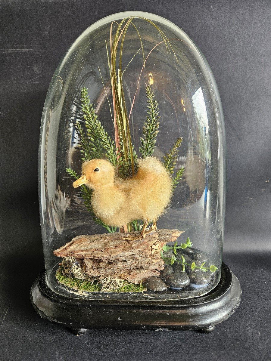 Globe With Taxidermied Duckling