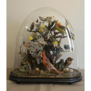 Grand Globe Napoleon III Aux Oiseaux Naturalisés, 19ème Siècle