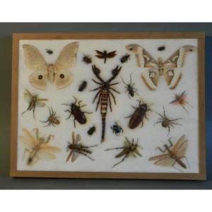 Cadre Entomologique Avec Insectes Et Papillons