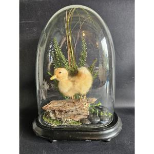 Globe With Taxidermied Duckling