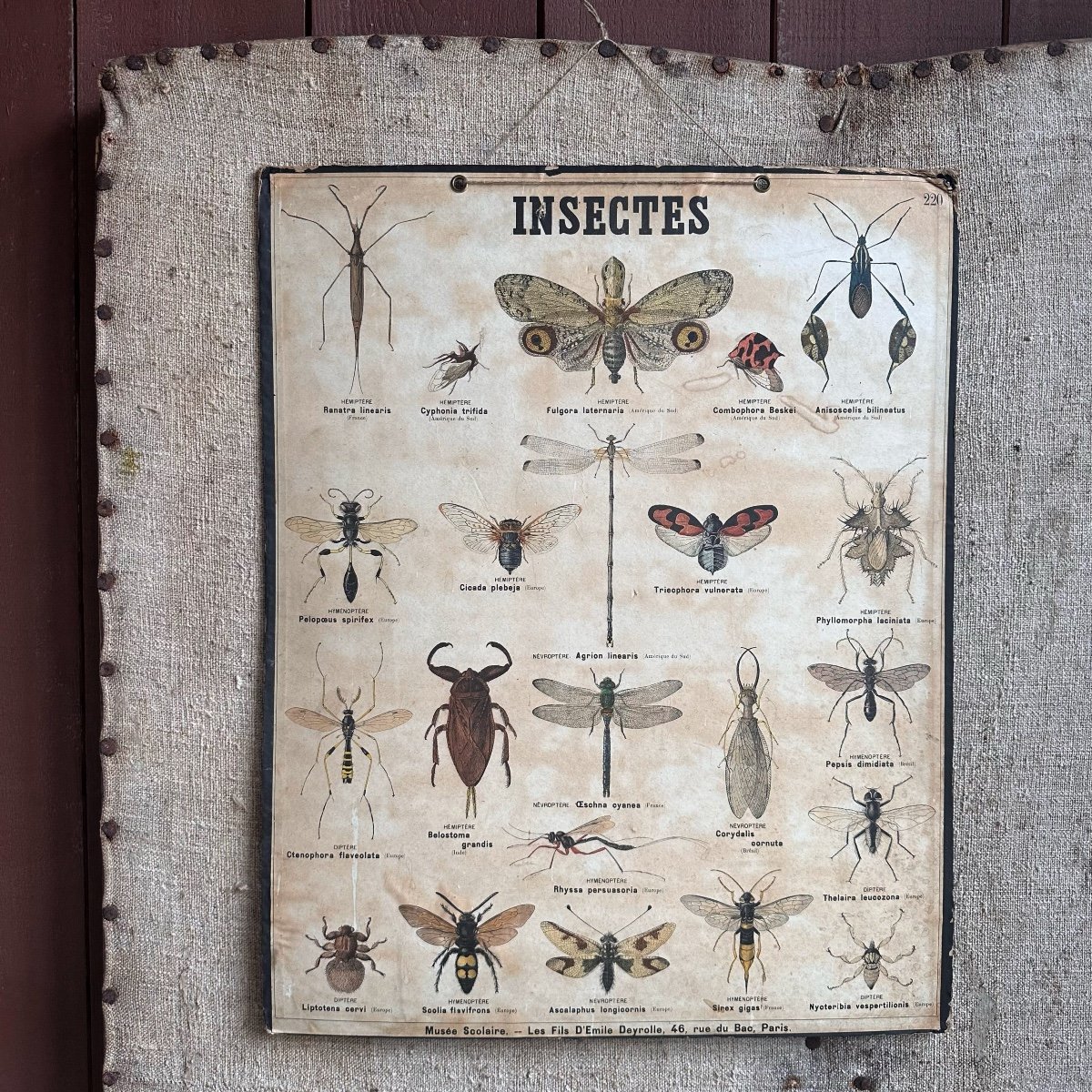 2 Planches Sciences Naturelles / Deyrolle Paris /xxe-photo-1
