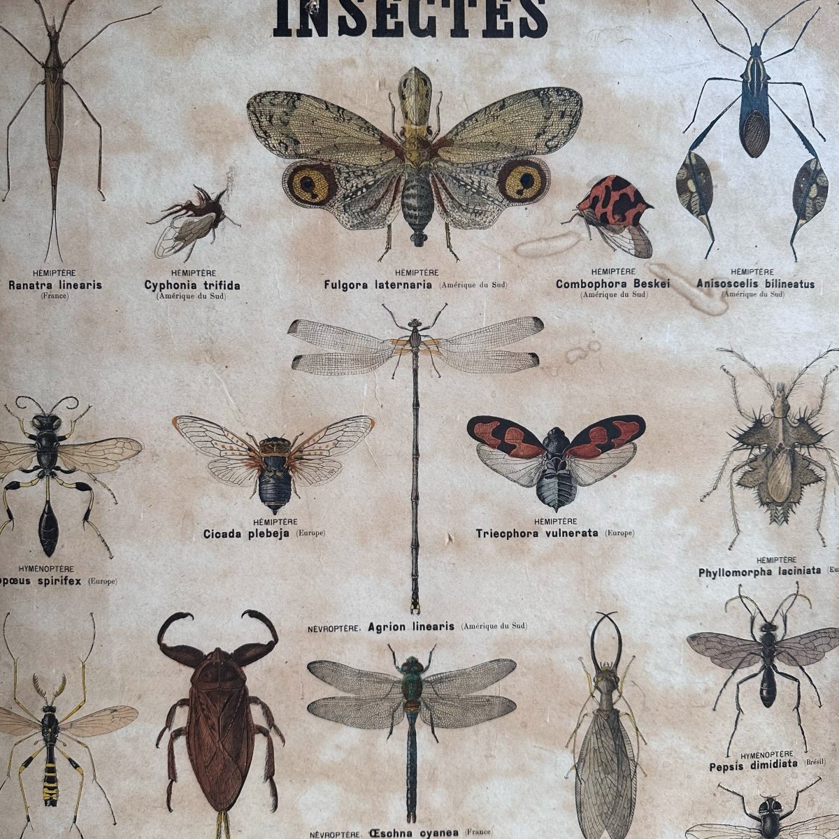 2 Planches Sciences Naturelles / Deyrolle Paris /xxe-photo-2