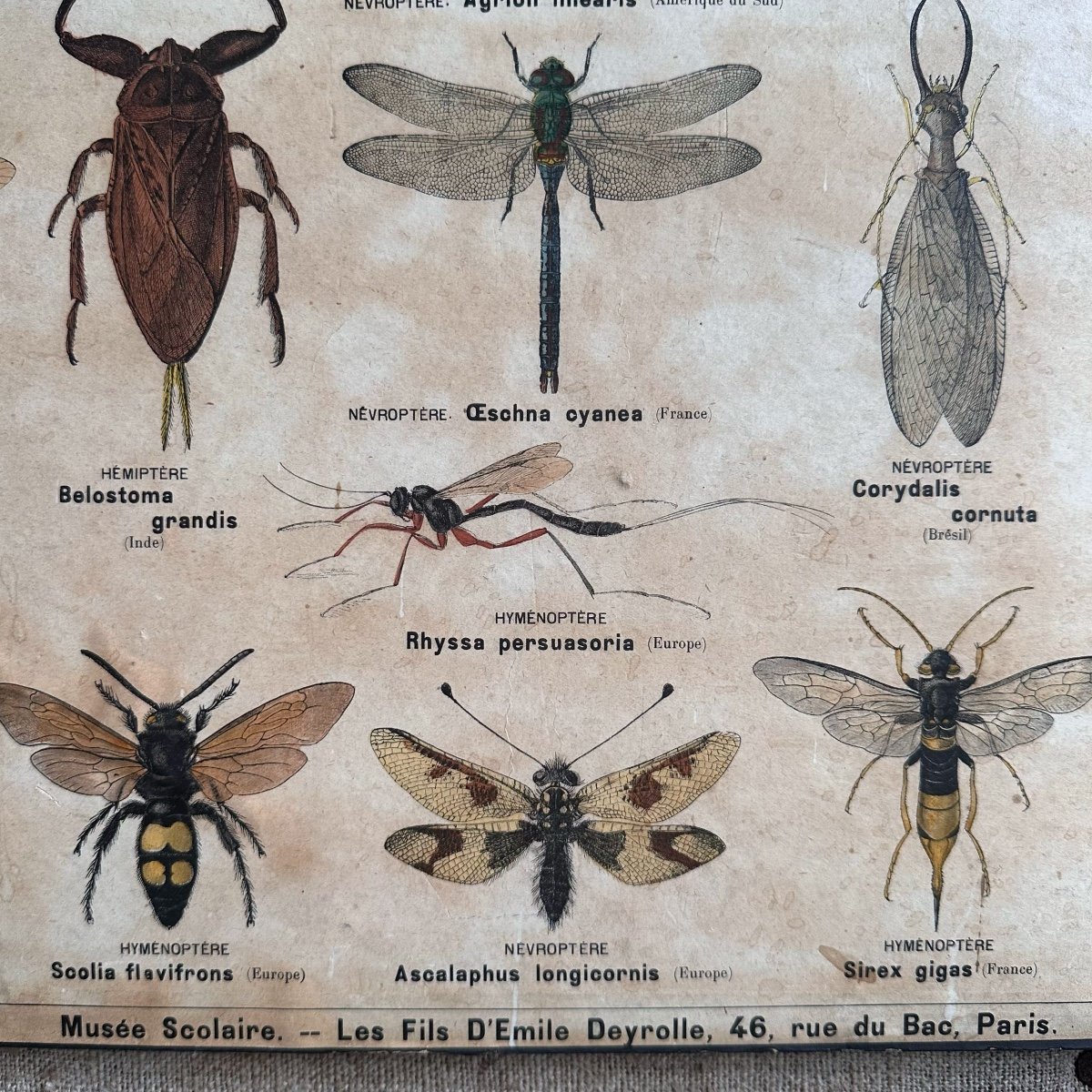 2 Planches Sciences Naturelles / Deyrolle Paris /xxe-photo-3