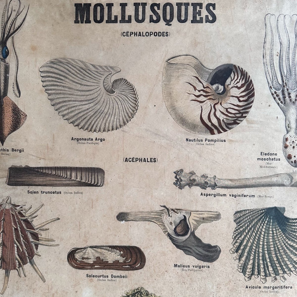 2 Planches Sciences Naturelles / Deyrolle Paris /xxe-photo-6