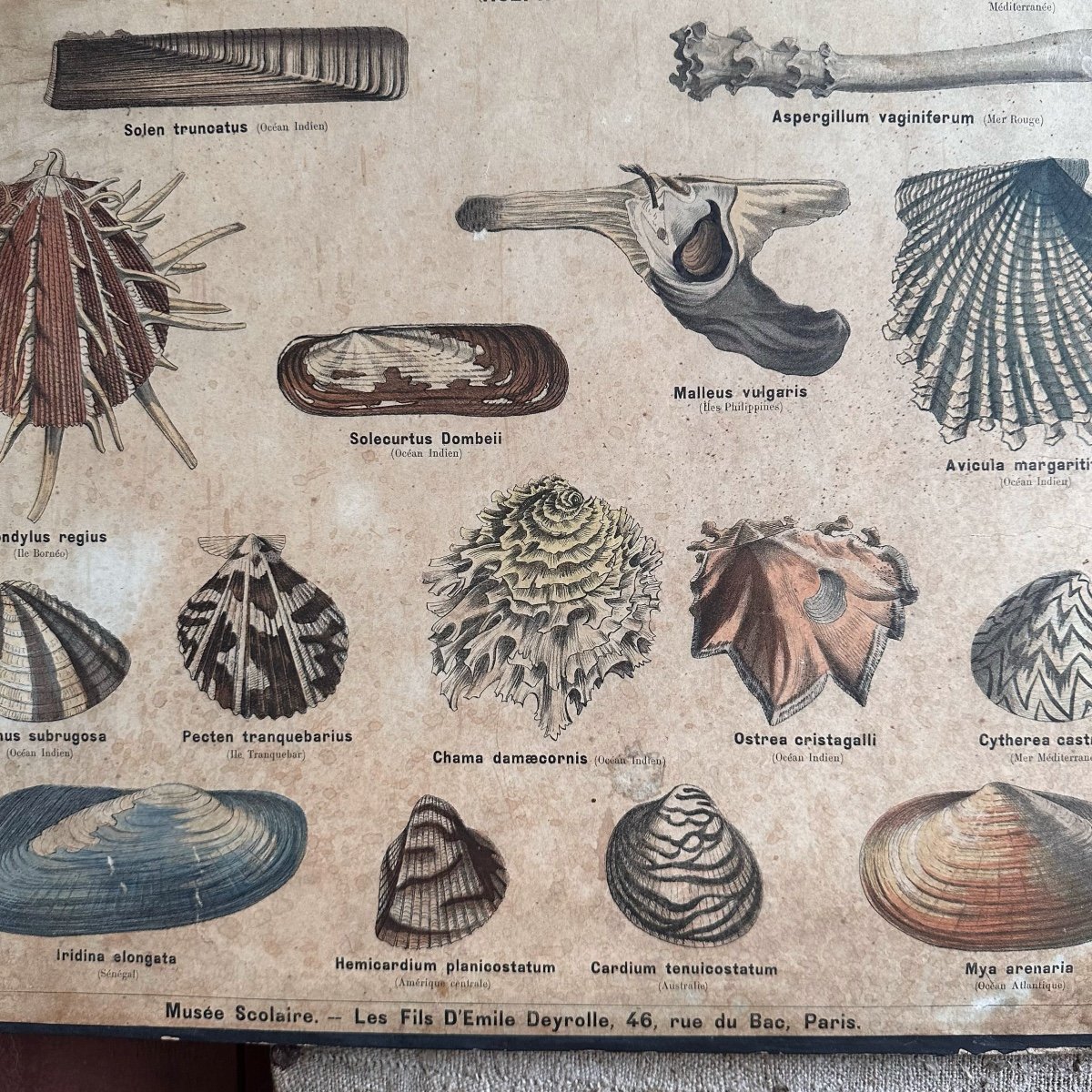 2 Planches Sciences Naturelles / Deyrolle Paris /xxe-photo-7