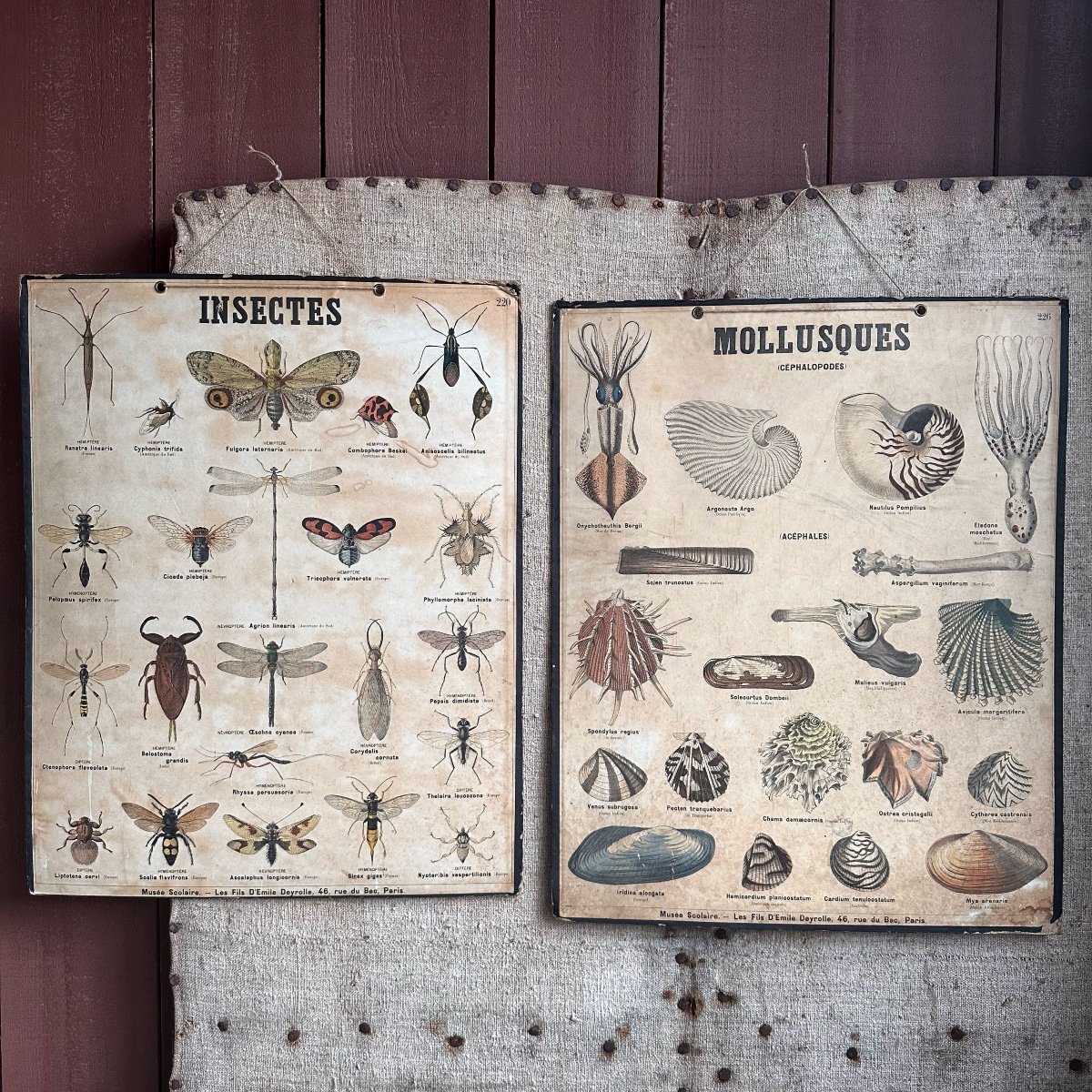 2 Planches Sciences Naturelles / Deyrolle Paris /xxe