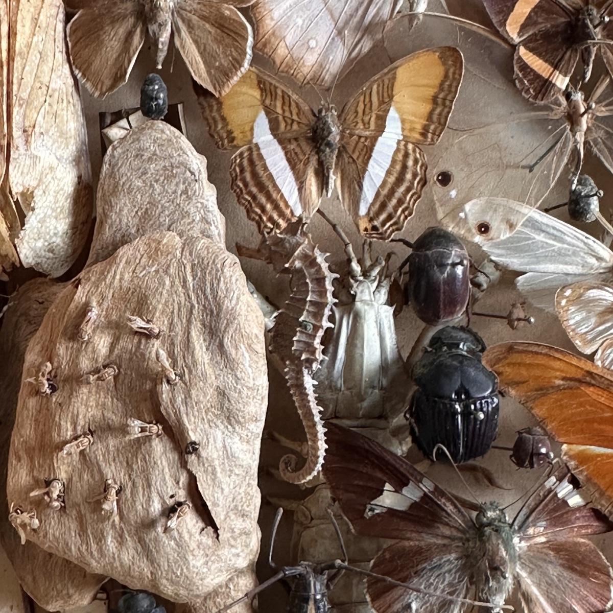 1 “treasure Entomologist-naturalist’s “showcase Box /19 Century/brasil-photo-2