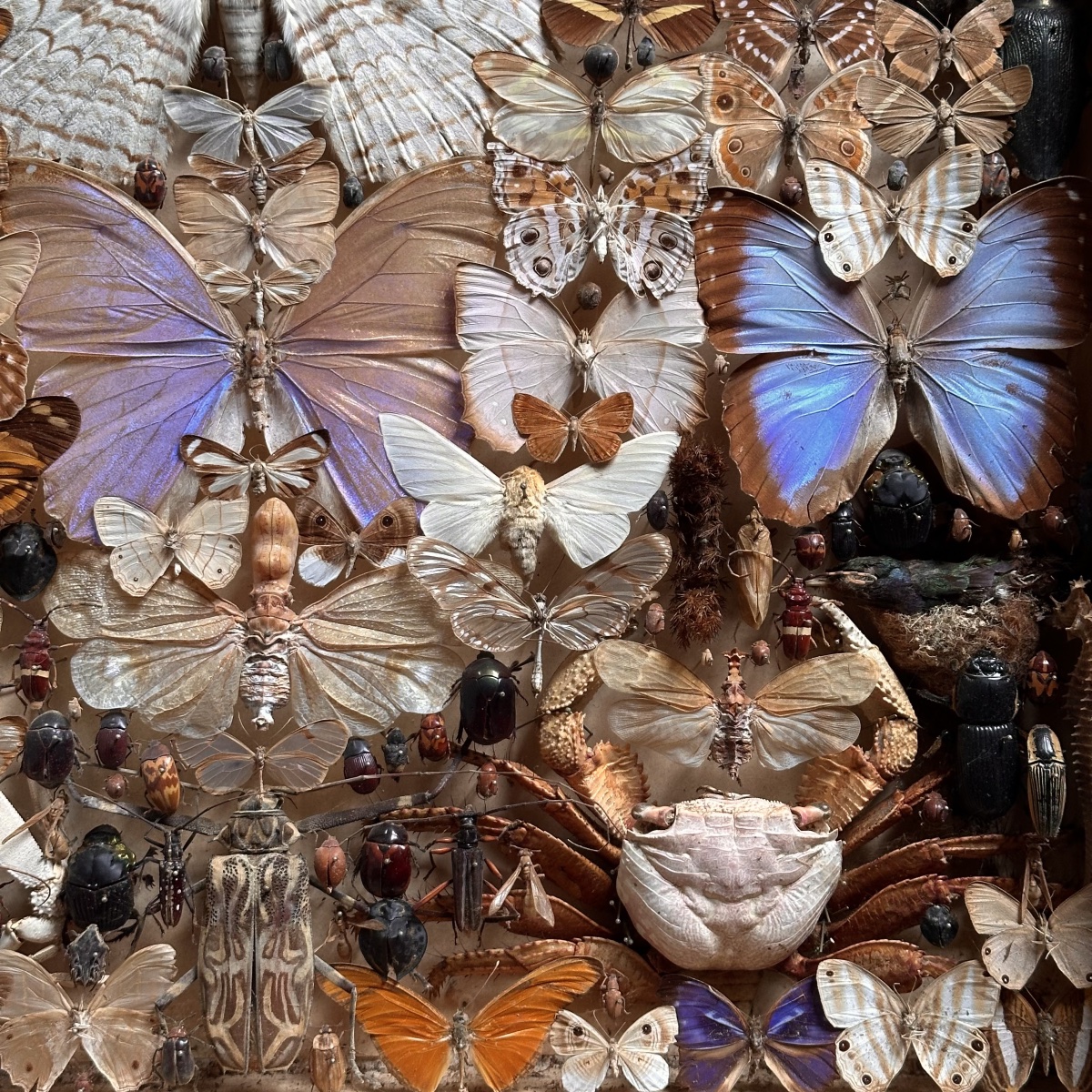 1 “treasure Entomologist-naturalist’s “showcase Box /19 Century/brasil-photo-1
