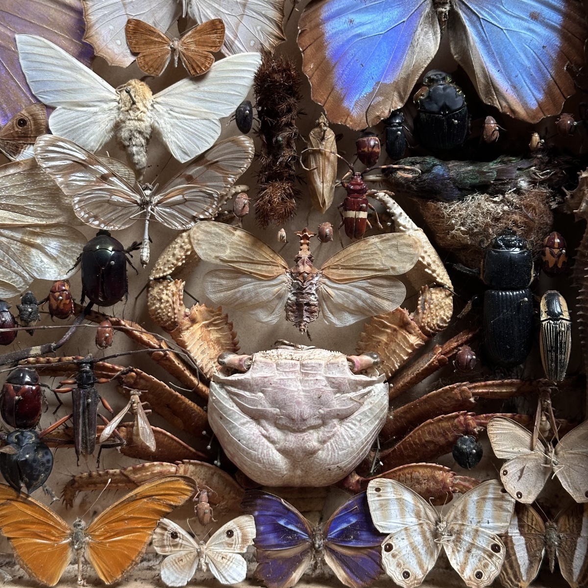 1 “treasure Entomologist-naturalist’s “showcase Box /19 Century/brasil-photo-5