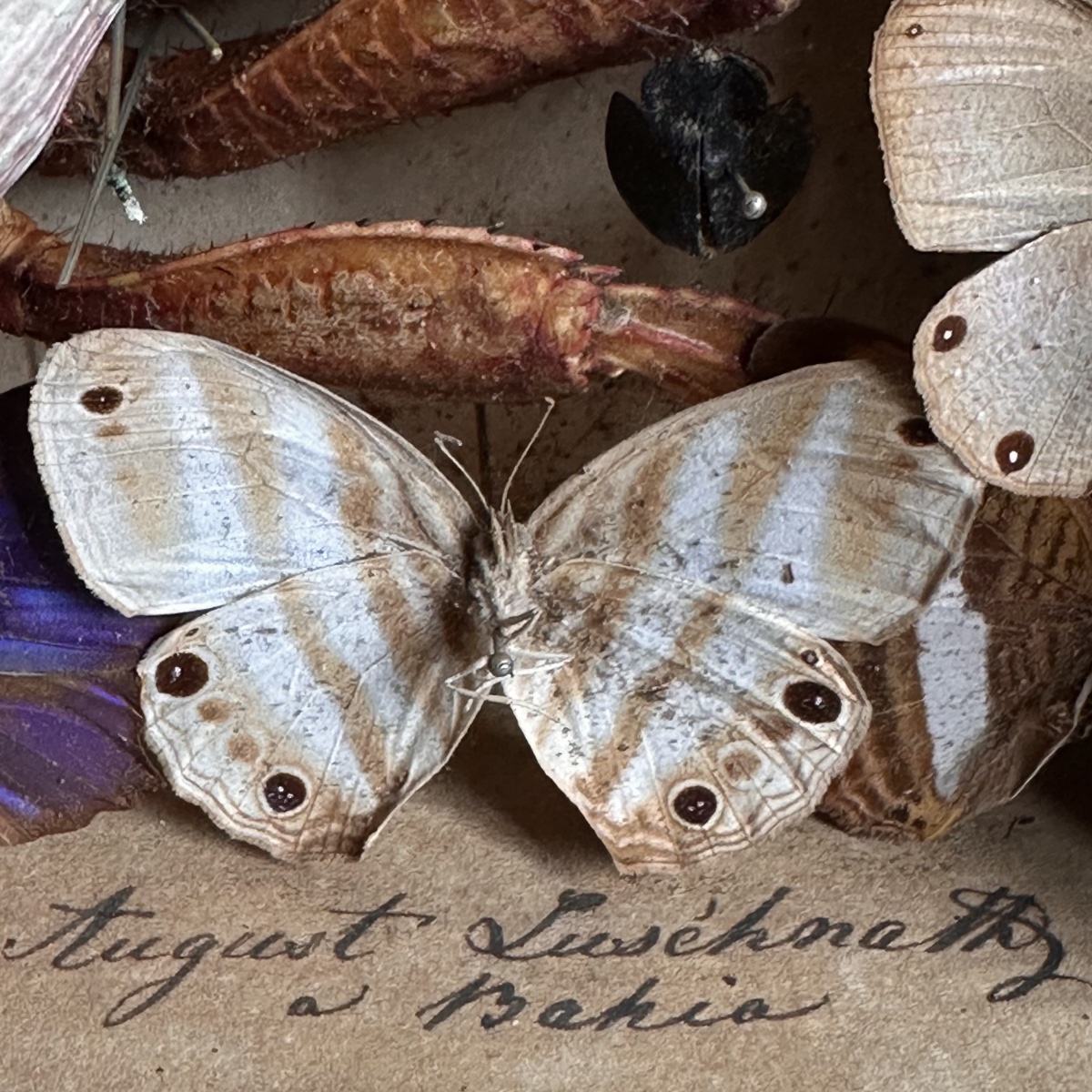 1 “treasure Entomologist-naturalist’s “showcase Box /19 Century/brasil-photo-6