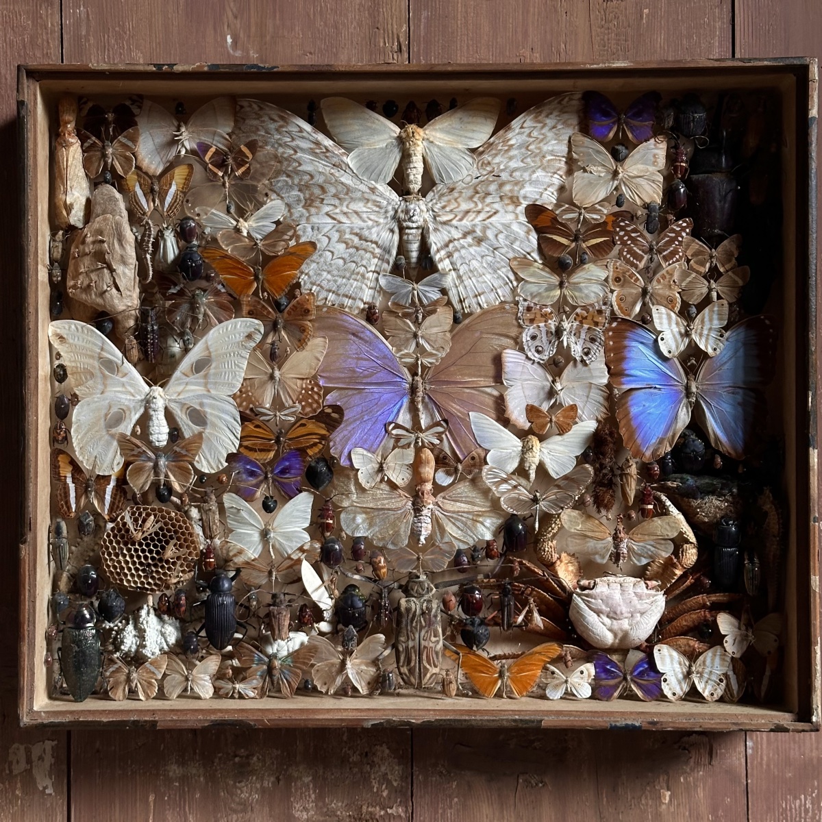1 “treasure Entomologist-naturalist’s “showcase Box /19 Century/brasil-photo-7