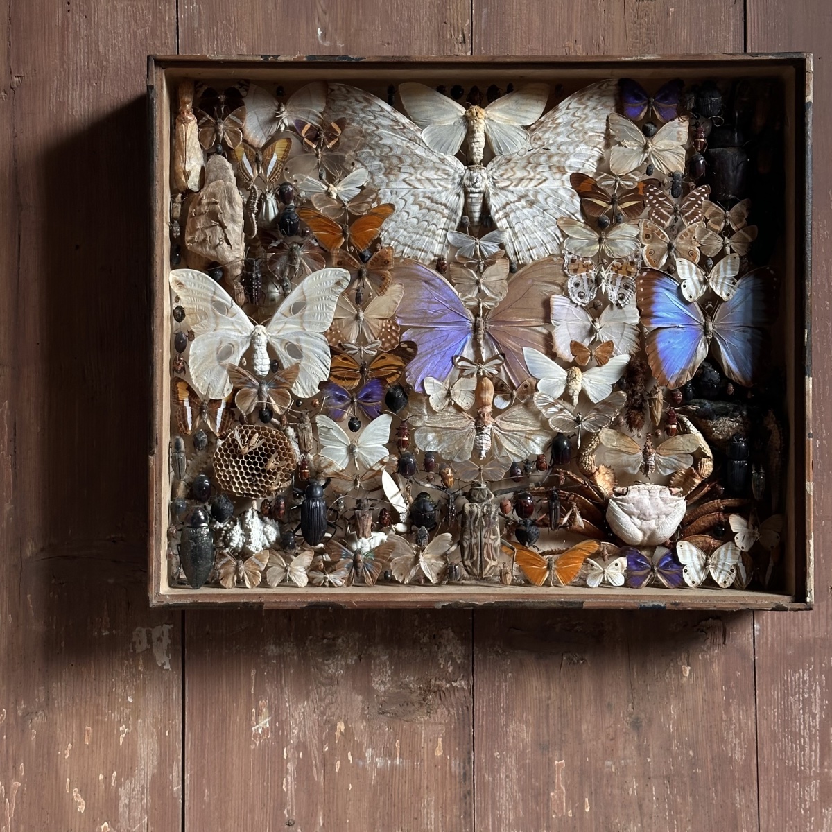 1 “treasure Entomologist-naturalist’s “showcase Box /19 Century/brasil