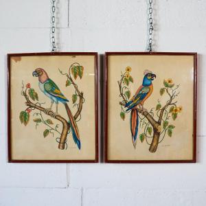 Pair Of Watercolors With Parrots Signed L. Giniotti – Italy, 1950s–1970s