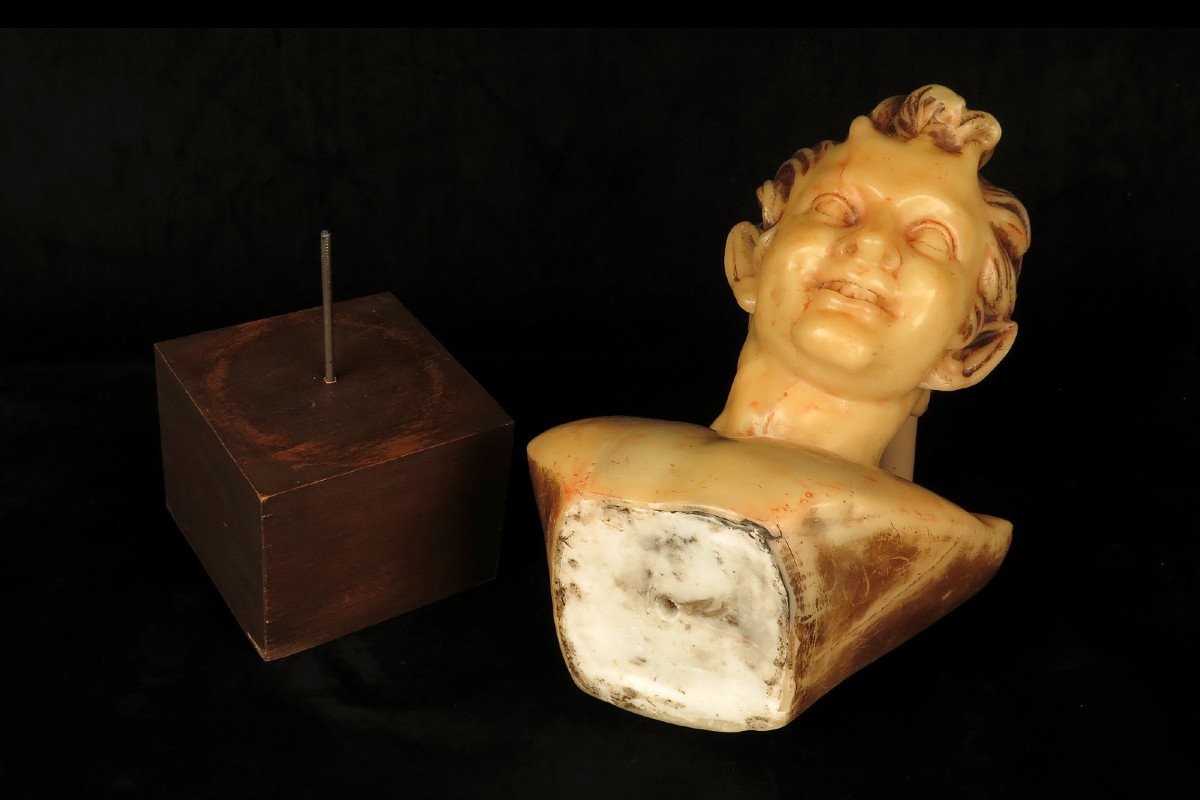 Rare Et Ancien Buste De Satyre Ou De Faune En Cire, Vers 1920 / Cabinet Curiosités-photo-8