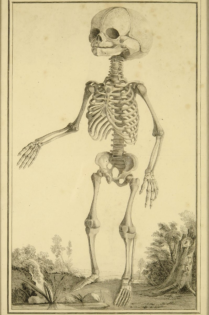 Ancienne gravure sur cuivre, anatomie d'un foetus vers 1750 / Cabinet Curiosités-photo-2