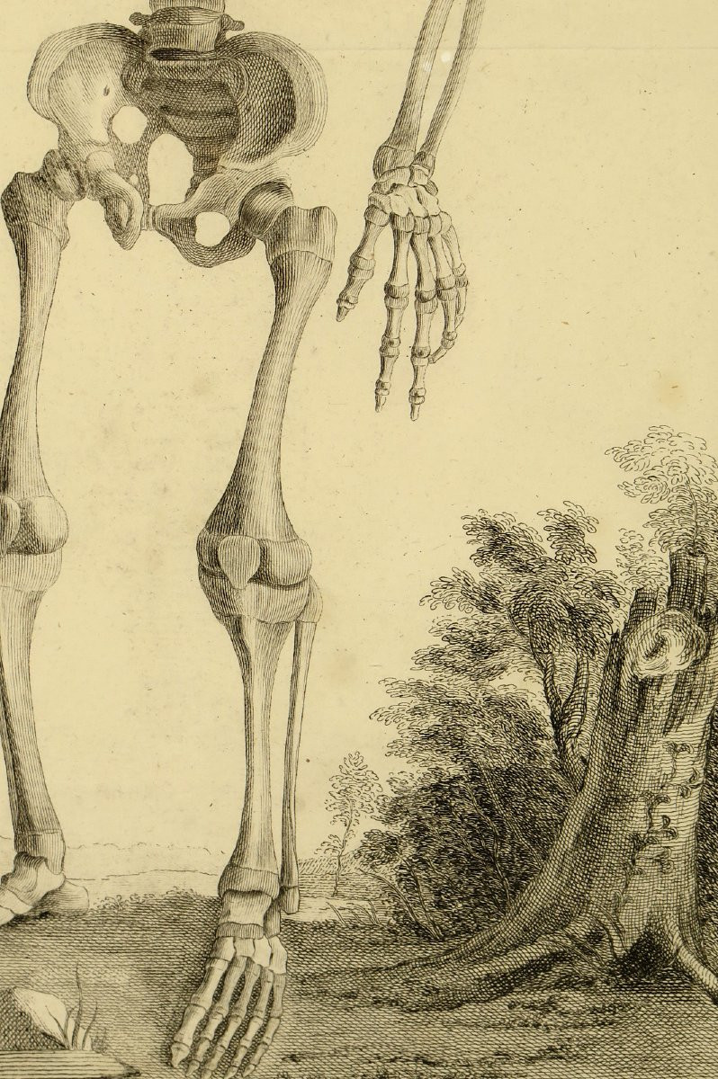 Ancienne gravure sur cuivre, anatomie d'un foetus vers 1750 / Cabinet Curiosités-photo-4