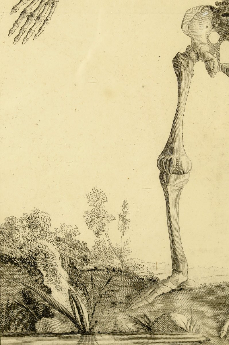 Ancienne gravure sur cuivre, anatomie d'un foetus vers 1750 / Cabinet Curiosités-photo-1